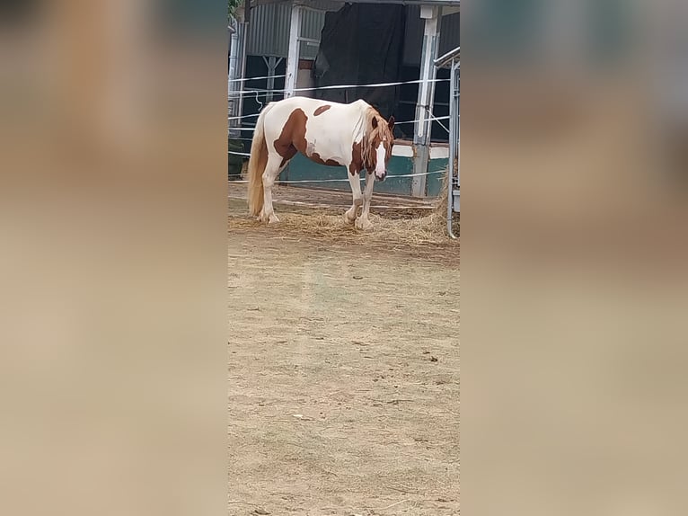 Pintos Mix Stute 6 Jahre 148 cm Schecke in Kirchhundem