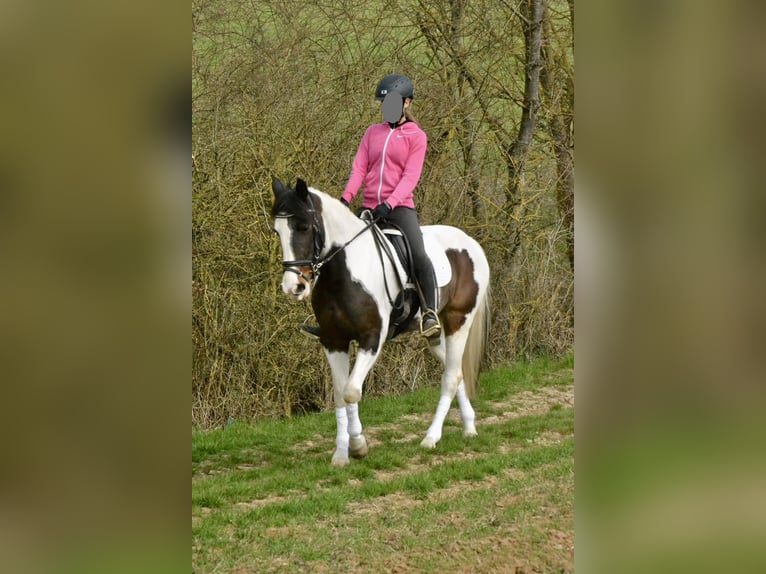 Pintos Stute 6 Jahre 150 cm Schecke in Würzburg