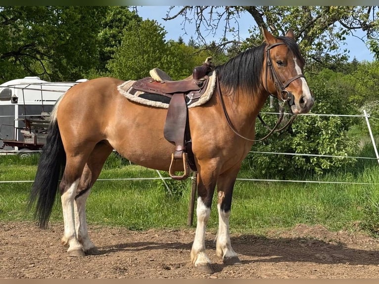 Pintos Stute 6 Jahre 150 cm Schecke in Laubach