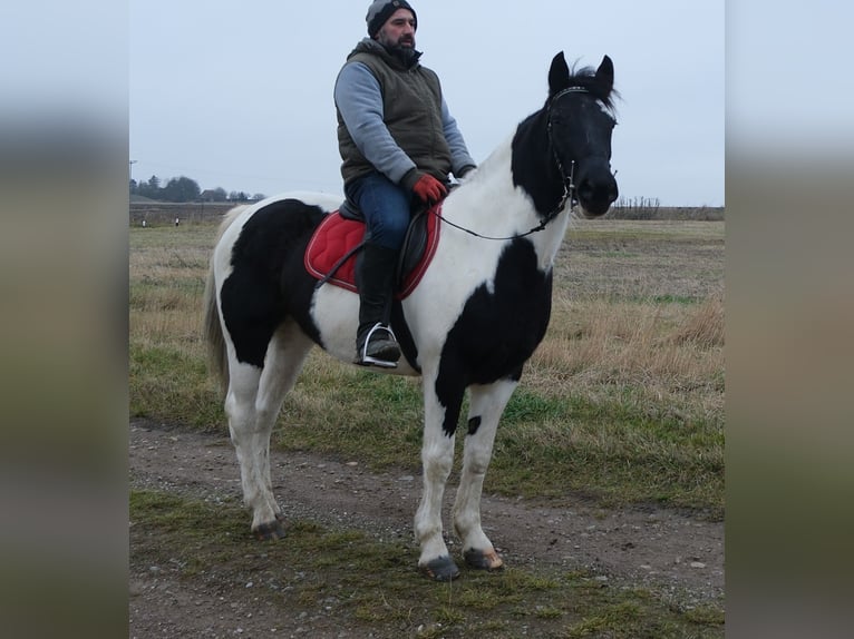 Pintos Mix Stute 6 Jahre 152 cm Schecke in Buttstädt