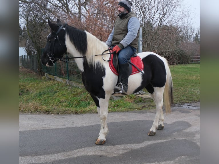 Pintos Mix Stute 6 Jahre 152 cm Schecke in Buttstädt
