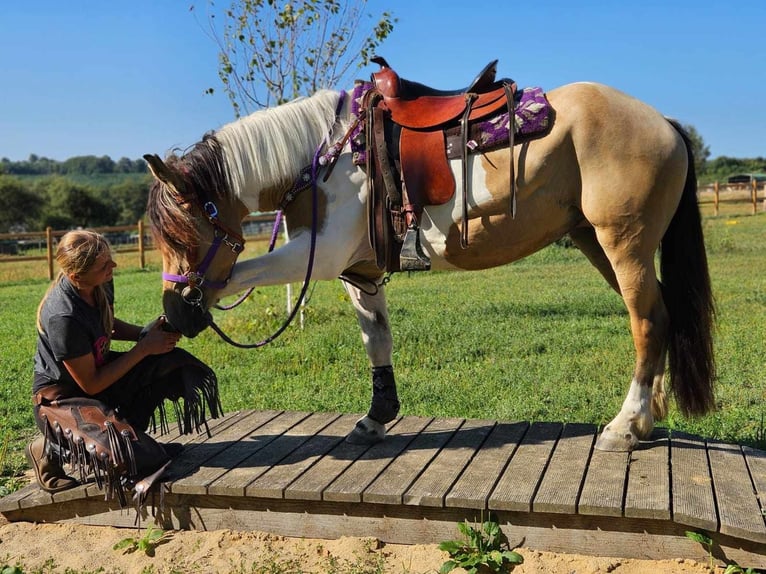 Pintos Stute 6 Jahre 154 cm Schecke in Linkenbach