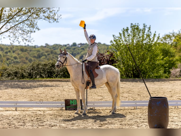 Pintos Stute 6 Jahre 155 cm Palomino in Dickendorf