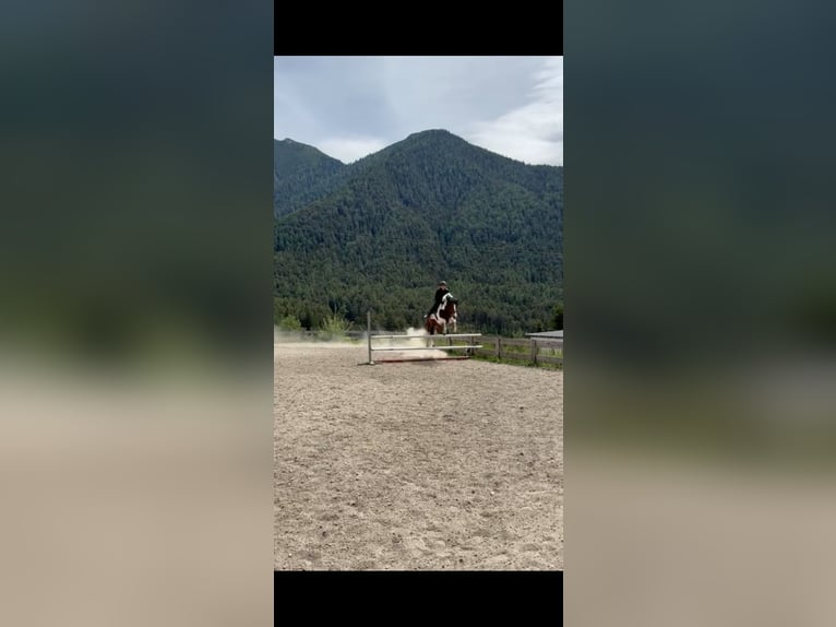 Pintos Stute 6 Jahre 160 cm Schecke in Reith bei Seefeld
