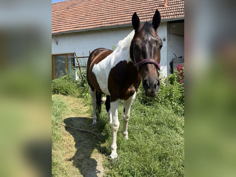 Pintos Mix Stute 6 Jahre 162 cm Schecke in Tulln