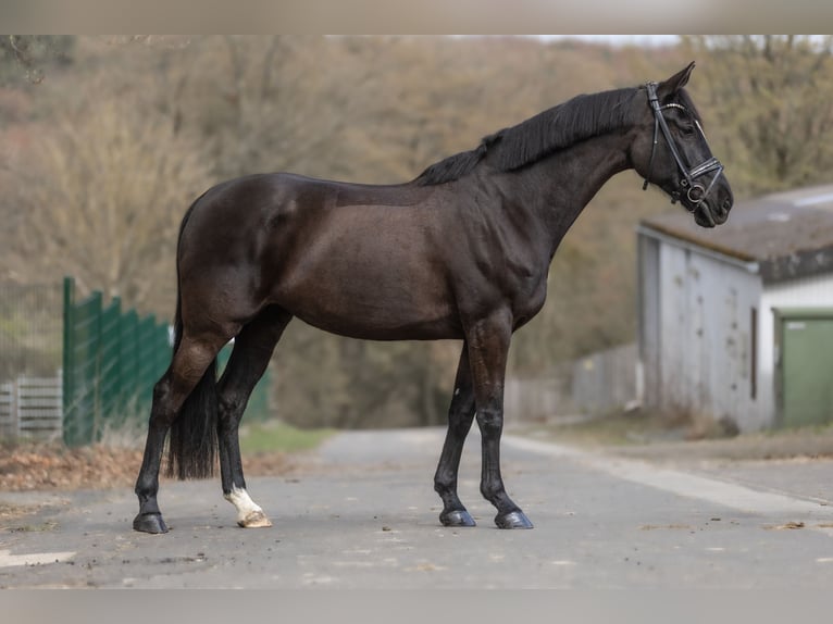 Pintos Stute 6 Jahre 166 cm Rappe in Windhagen
