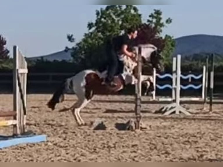 Pintos Stute 7 Jahre 150 cm Schecke in Heiligenkreuz