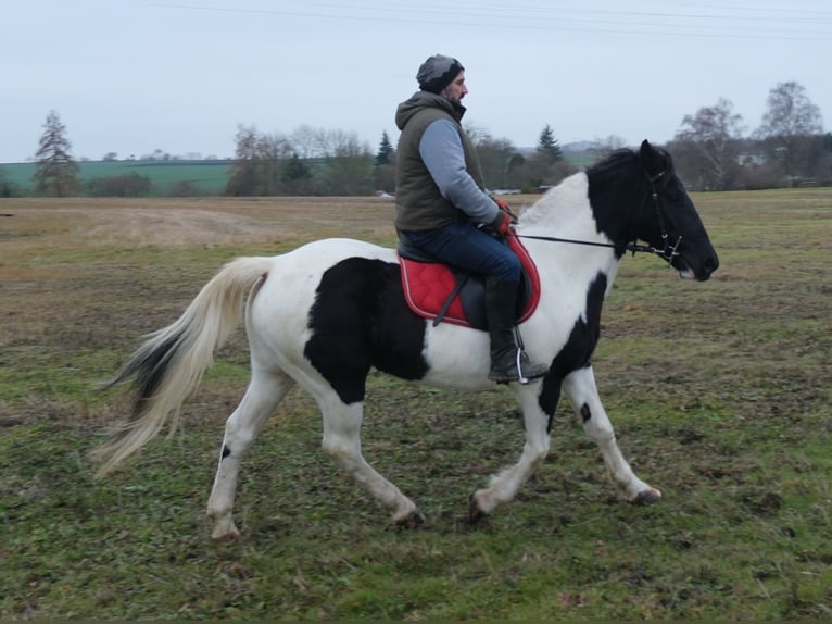 Pintos Mix Stute 7 Jahre 152 cm Schecke in Buttst&#xE4;dt
