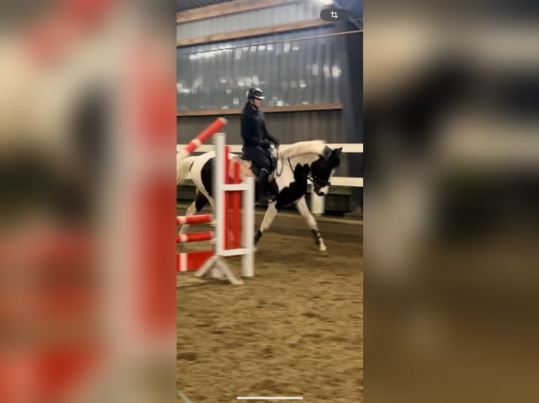 Pintos Stute 7 Jahre 156 cm Schecke in Pinneberg