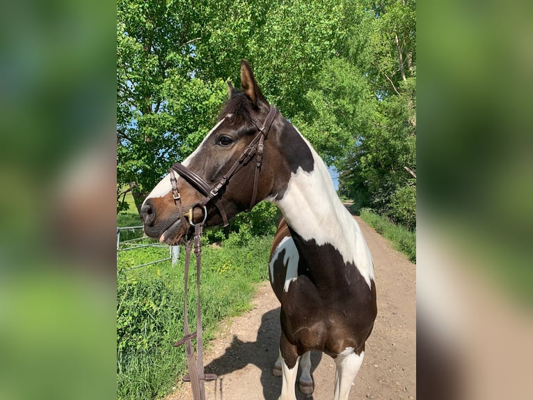 Pintos Stute 7 Jahre 156 cm Schecke in Pinneberg