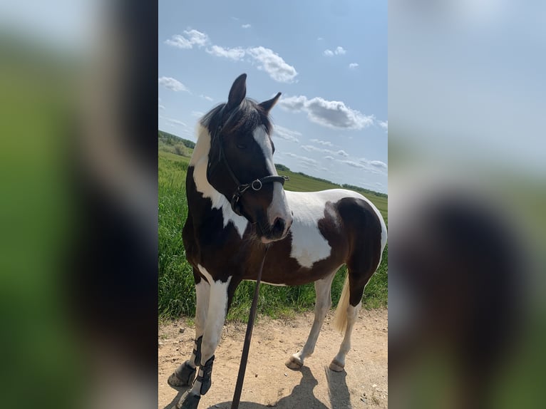 Pintos Stute 7 Jahre 156 cm Schecke in Pinneberg