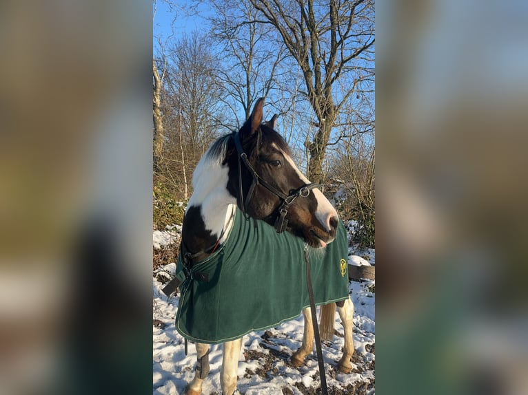 Pintos Stute 7 Jahre 156 cm Schecke in Pinneberg