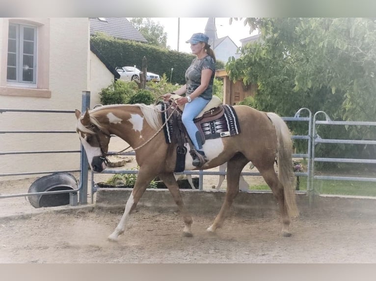Pintos Stute 7 Jahre 160 cm Palomino in Nadrin