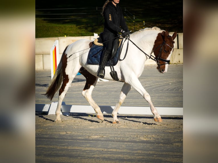 Pintos Stute 7 Jahre 162 cm Schecke in Nettersheim