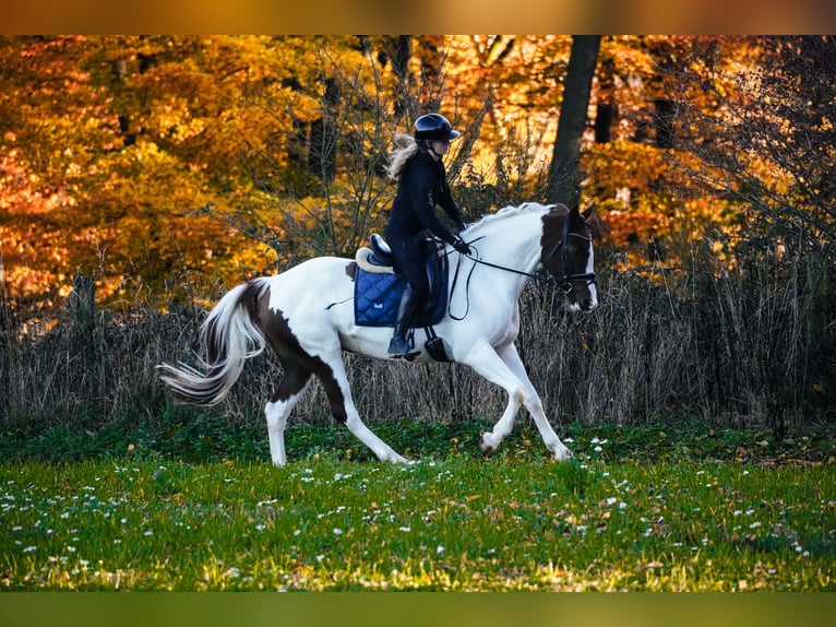 Pintos Stute 7 Jahre 162 cm Schecke in Nettersheim