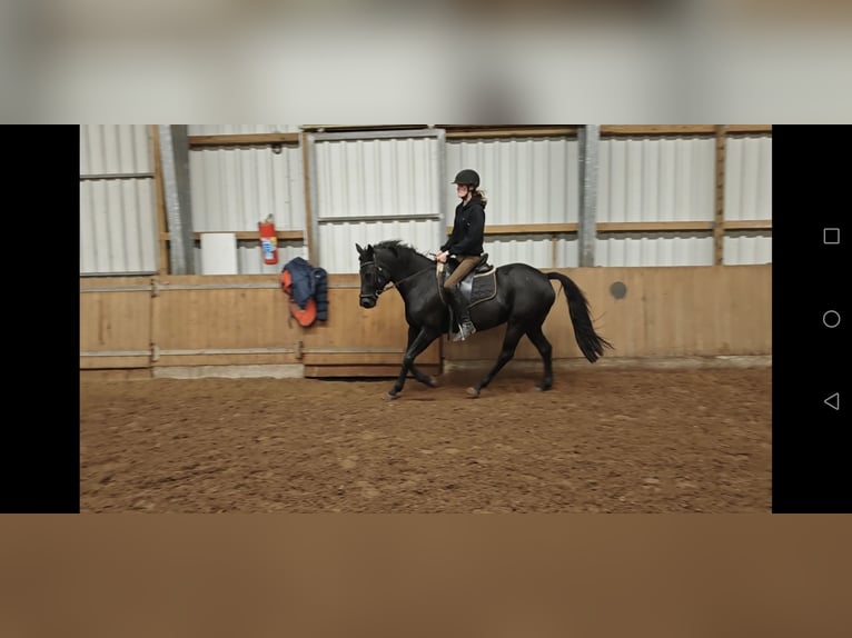 Pintos Stute 8 Jahre 150 cm Rappe in Filsum