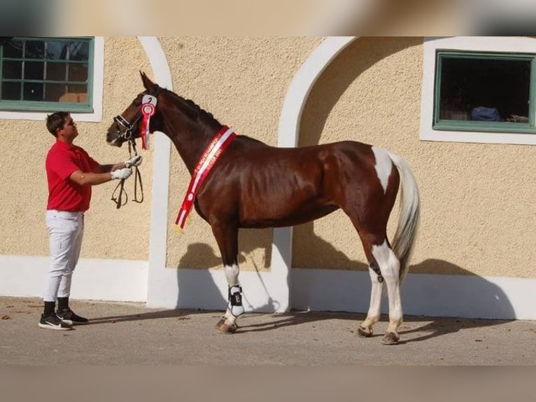 Pintos Stute 8 Jahre 165 cm Schecke in St Marein bei Graz