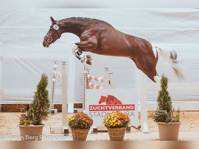 Pintos Stute 8 Jahre 165 cm Schecke in St Marein bei Graz