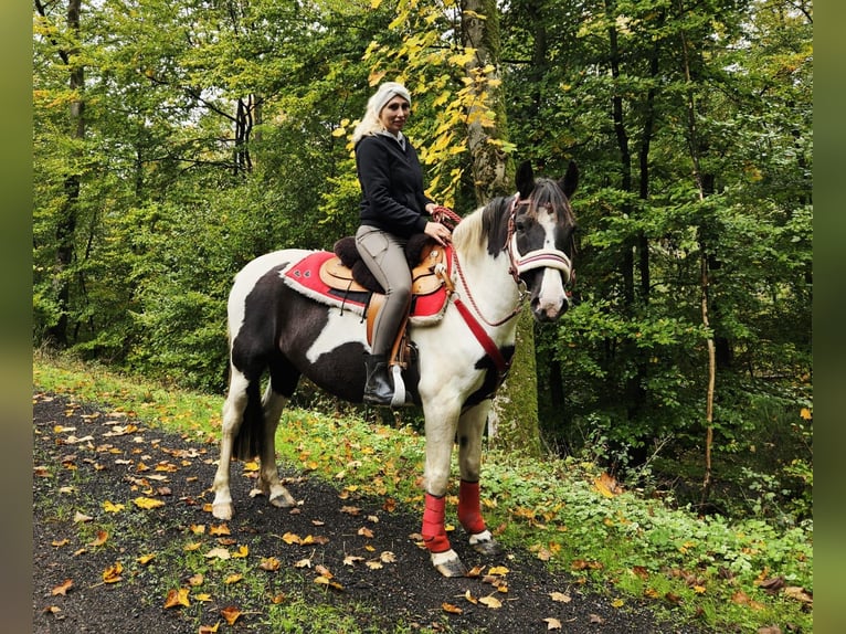 Pintos Stute 8 Jahre Schecke in Linkenbach