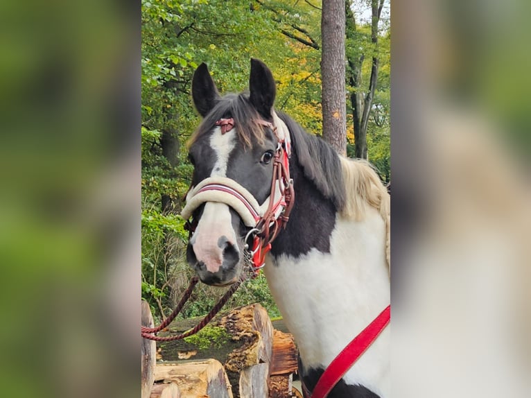 Pintos Stute 8 Jahre Schecke in Linkenbach