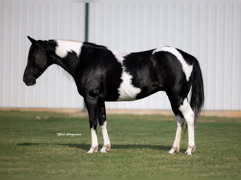 Pintos Stute 9 Jahre 142 cm Schecke in Guthrie