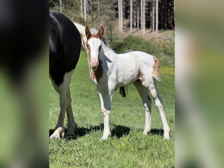 Pintos Mix Stute 9 Jahre 155 cm Schecke in Katsch