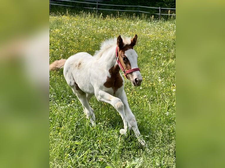 Pintos Mix Stute 9 Jahre 155 cm Schecke in Katsch