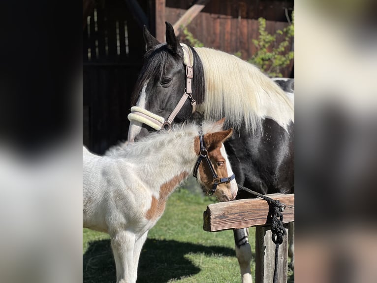 Pintos Mix Stute 9 Jahre 155 cm Schecke in Katsch