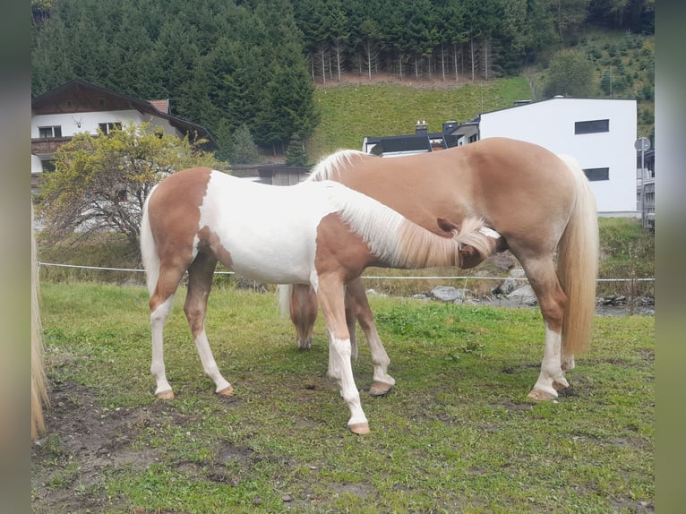 Pintos Mix Stute Fohlen (04/2025) 157 cm Schecke in Gries im Sellrain