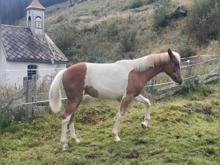 Pintos Mix Stute Fohlen (04/2025) 157 cm Schecke in Gries im Sellrain