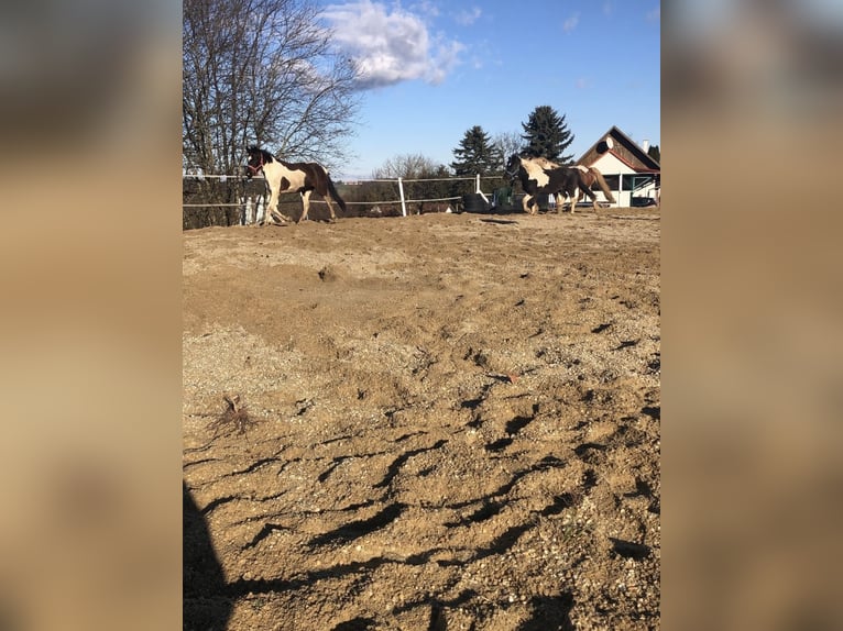 Pintos Unbekannt 13 Jahre  in Bairisch Kölldorf