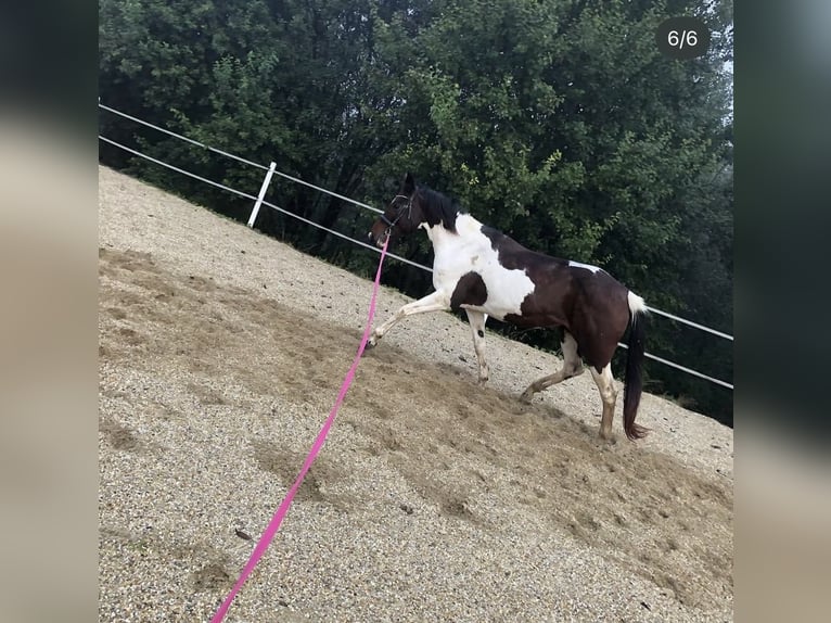 Pintos Unbekannt 13 Jahre  in Bairisch Kölldorf