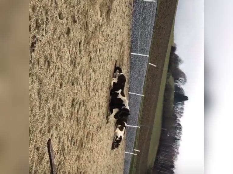 Pintos Unbekannt 13 Jahre  in Bairisch Kölldorf