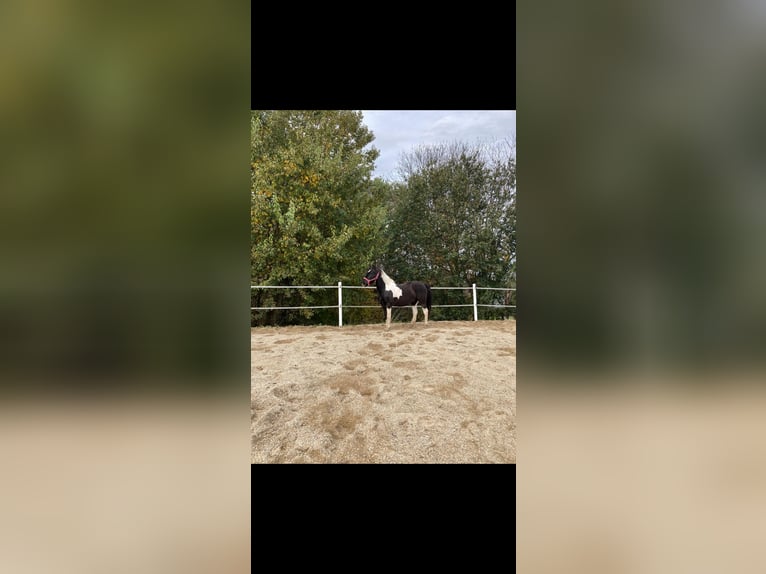 Pintos Unbekannt 13 Jahre  in Bairisch Kölldorf