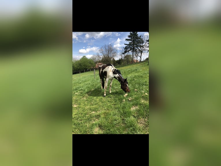 Pintos Unbekannt 13 Jahre  in Bairisch Kölldorf