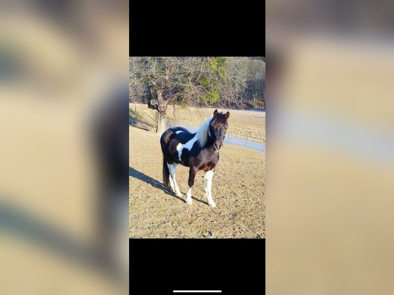 Pintos Unbekannt 13 Jahre  in Bairisch Kölldorf