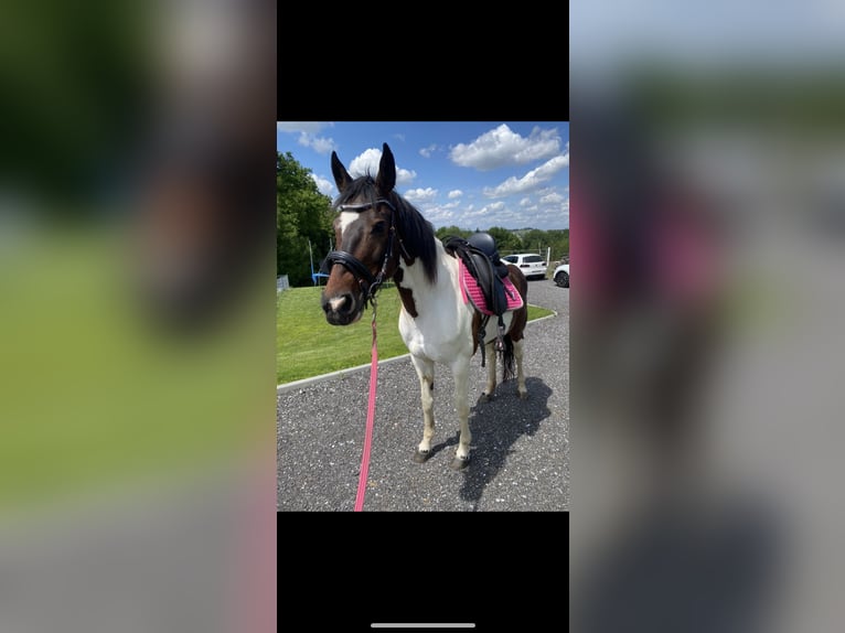 Pintos Unbekannt 13 Jahre  in Bairisch Kölldorf