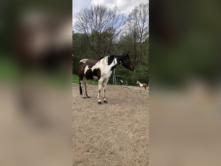 Pintos Unbekannt 13 Jahre  in Bairisch Kölldorf