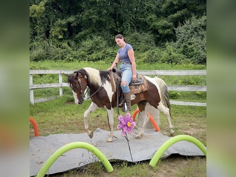 Pintos Wallach 10 Jahre 152 cm Schecke in Granby, CT