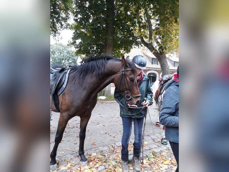 Pintos Wallach 10 Jahre 157 cm Falbe in L&#xFC;tjenburg