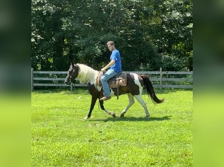 Pintos Wallach 11 Jahre 152 cm Schecke in Granby, CT