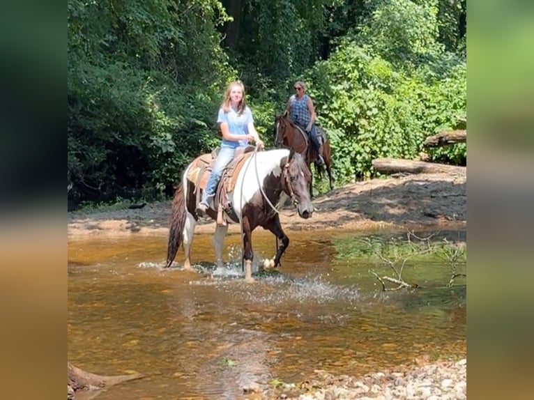 Pintos Wallach 11 Jahre 152 cm Schecke in Granby, CT