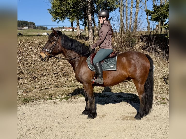 Pintos Wallach 11 Jahre 158 cm Brauner in Pelmberg