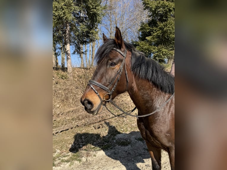 Pintos Wallach 11 Jahre 158 cm Brauner in Pelmberg