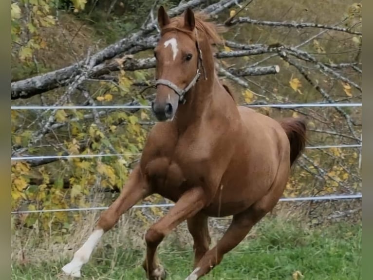 Pintos Wallach 11 Jahre 160 cm Fuchs in Golling