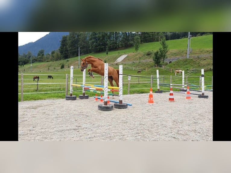 Pintos Wallach 11 Jahre 160 cm Fuchs in Golling