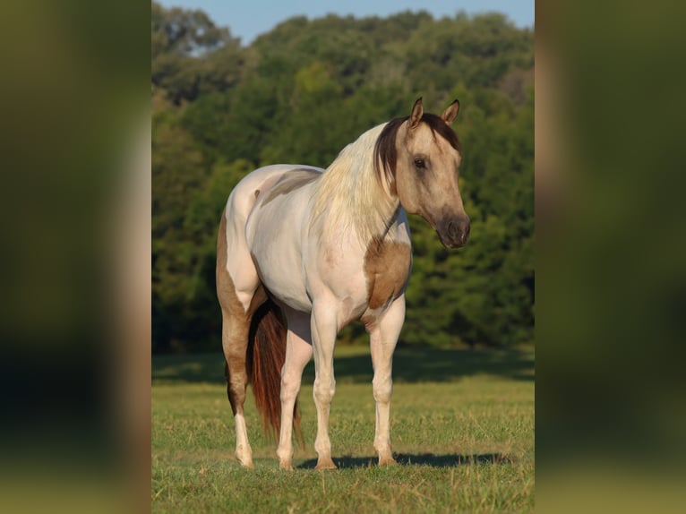 Pintos Wallach 11 Jahre Buckskin in Athens