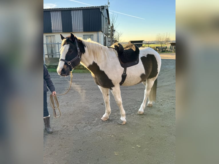 Pintos Mix Wallach 13 Jahre 158 cm Schecke in Straelen