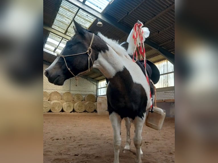 Pintos Mix Wallach 13 Jahre 158 cm Schecke in Straelen