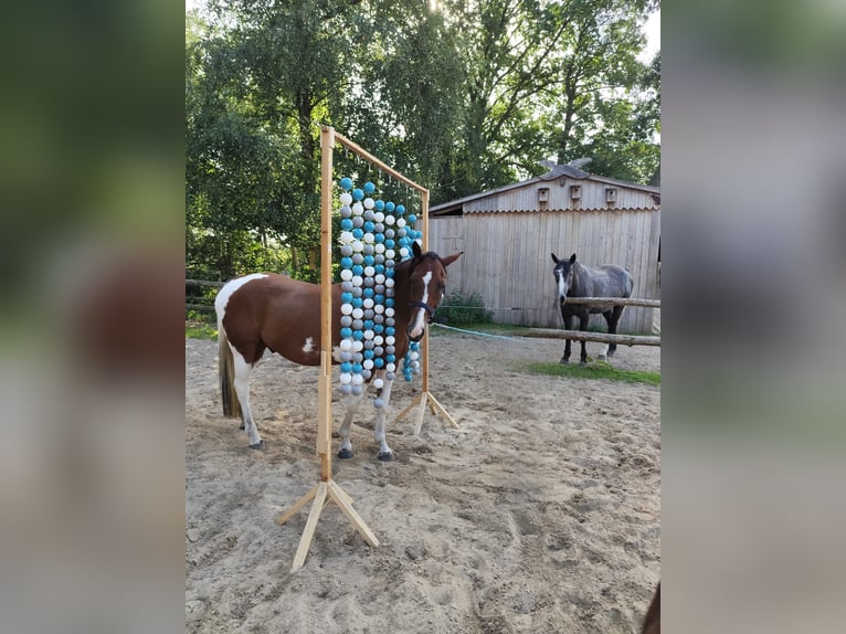 Pintos Mix Wallach 14 Jahre 155 cm Schecke in Drochtersen